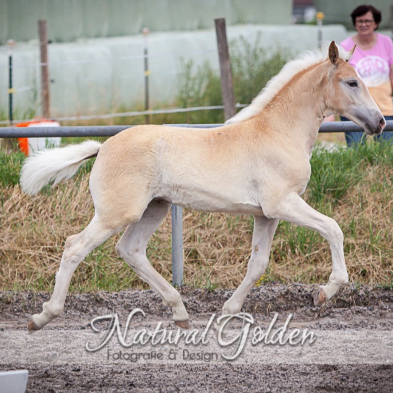 Image de l'annonce Poulain Haflinger PP