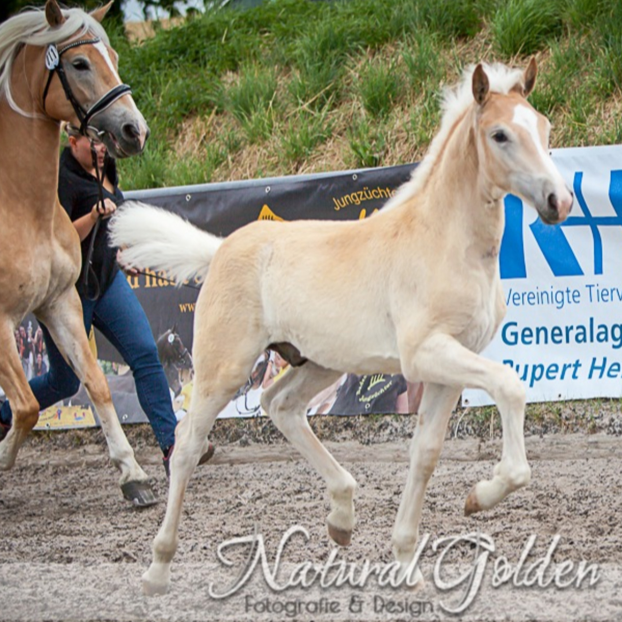 Image de l'annonce Poulain Haflinger PP