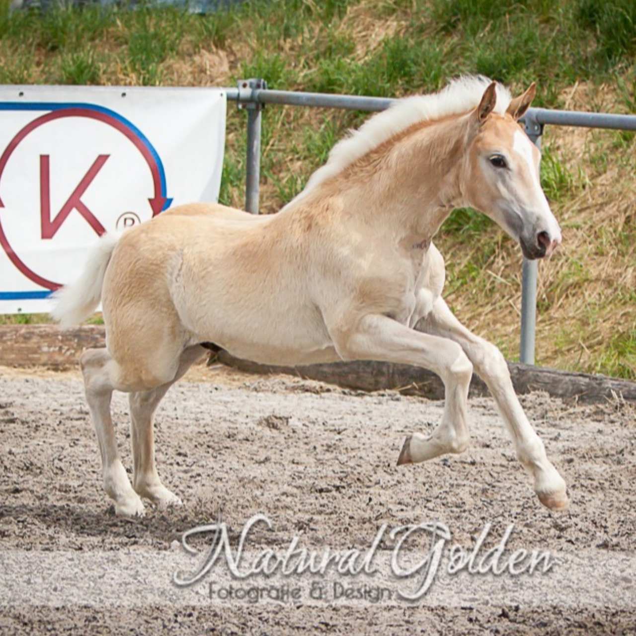 Image de l'annonce Poulain Haflinger PP