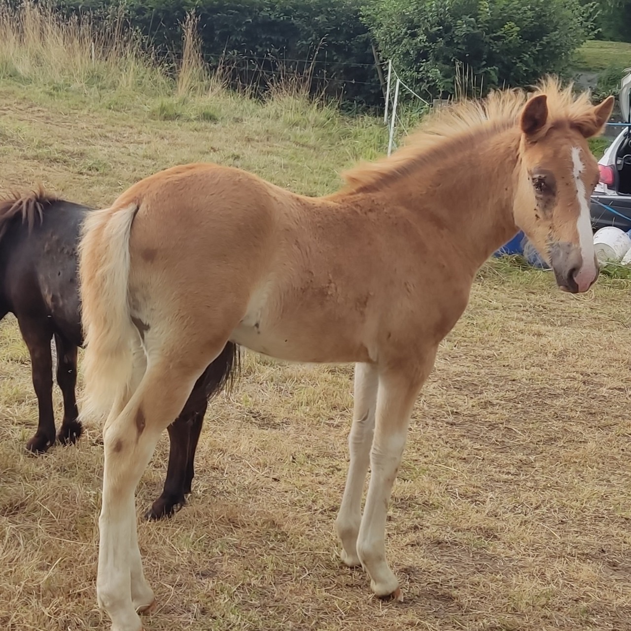 Image de l'annonce Poulain pp Cheval finlandais 