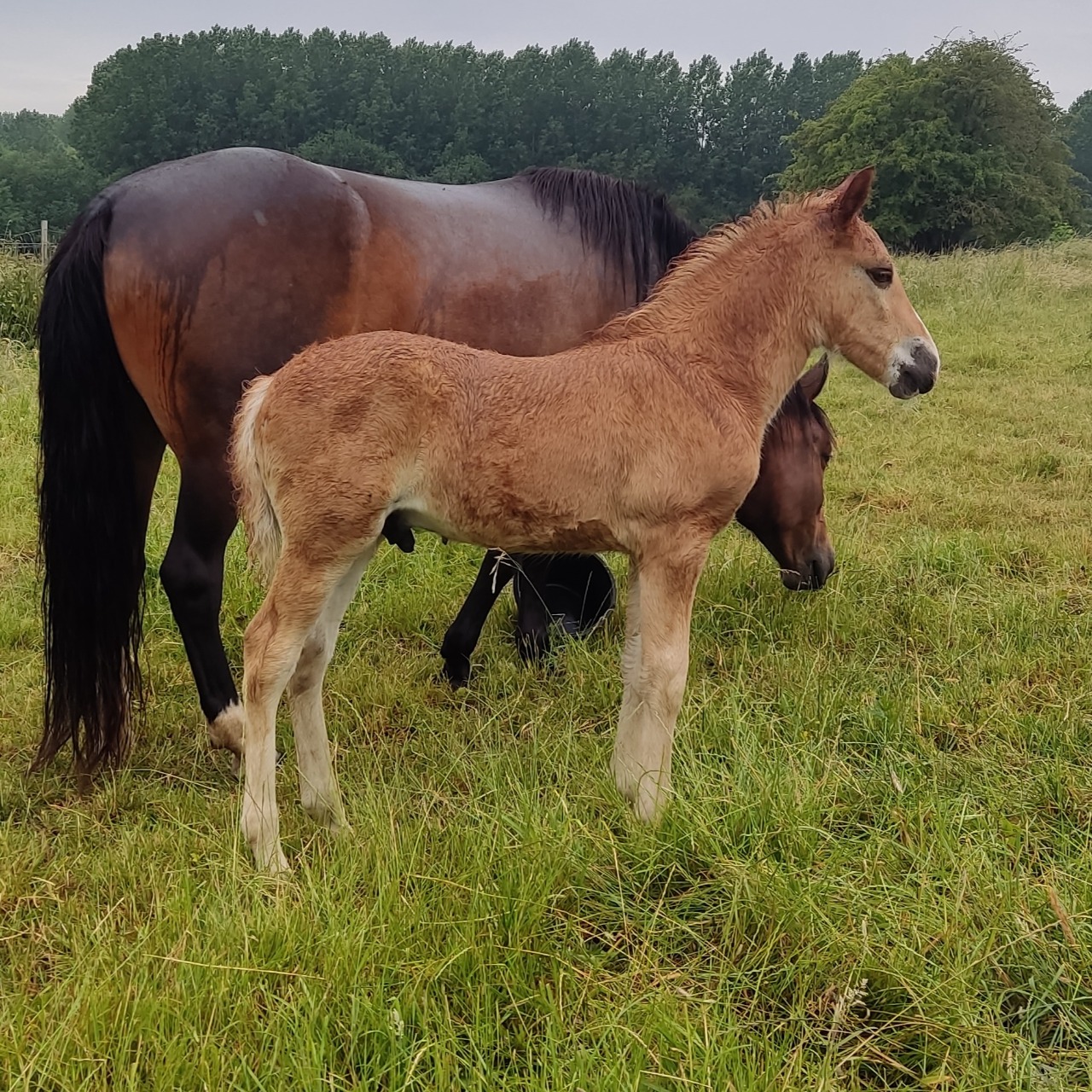 Image de l'annonce Poulain pp Cheval finlandais 