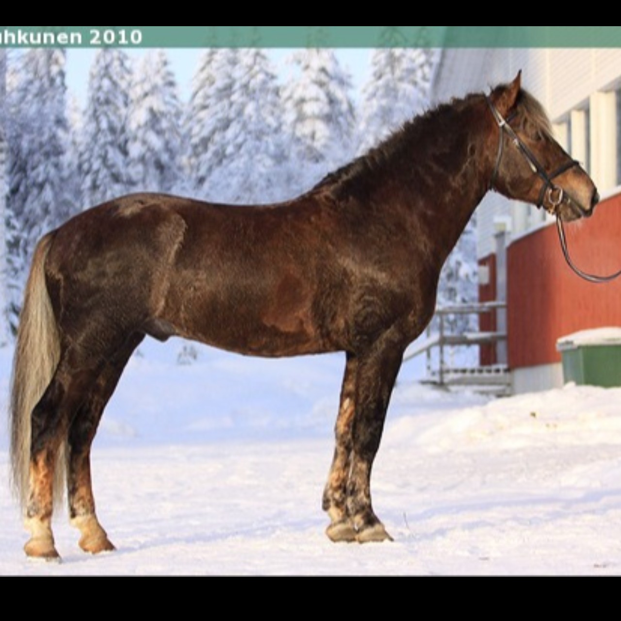 Image de l'annonce Poulain pp Cheval finlandais 