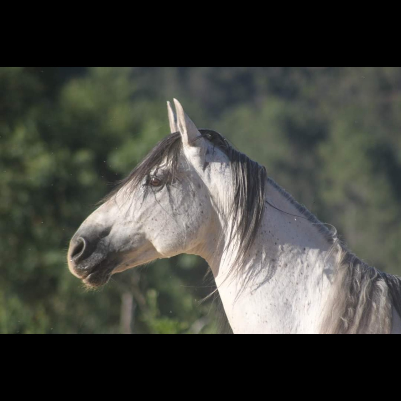 Image de l'annonce Barbe etalon approuvé/ monté 