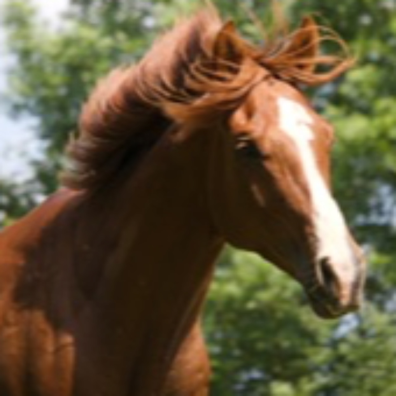 Image de l'annonce Cheval hongre de 4 ans 