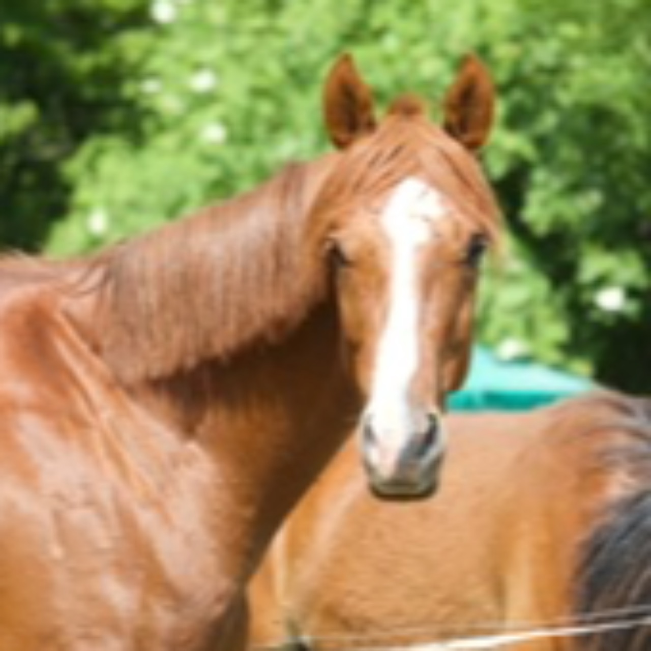 Image de l'annonce Cheval hongre de 4 ans 