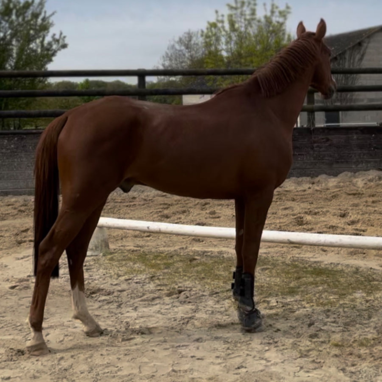 Image de l'annonce Cheval hongre de 4 ans 