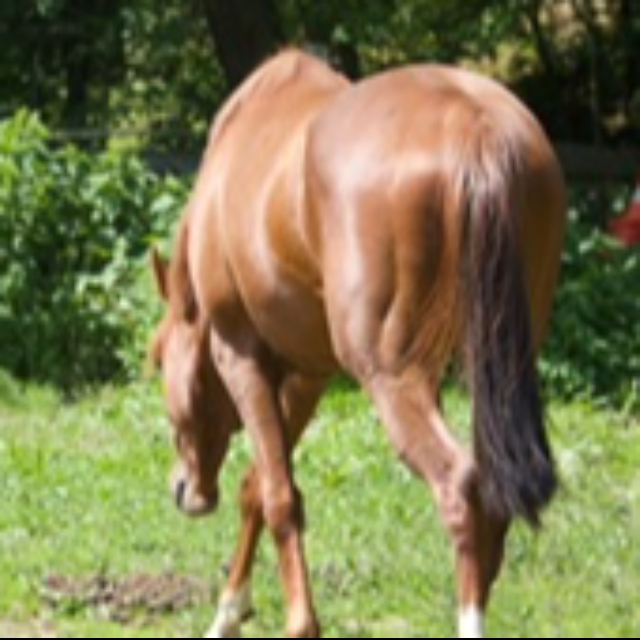 Image de l'annonce Cheval hongre de 4 ans 