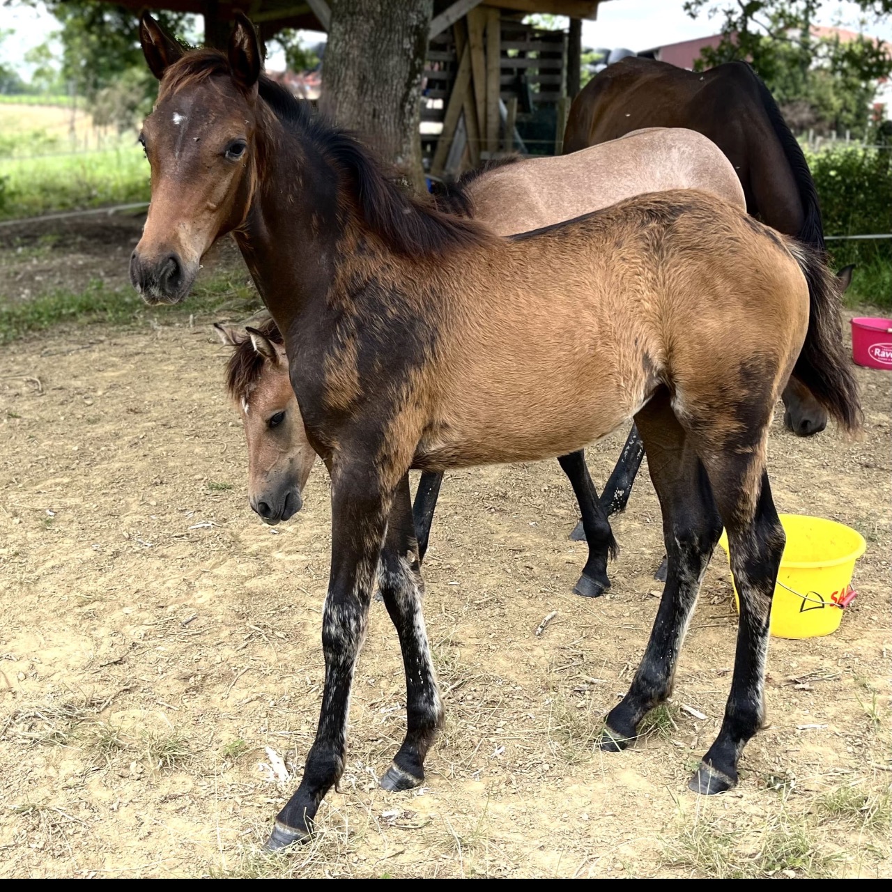 Image de l'annonce Magnifique pouliche selle française 