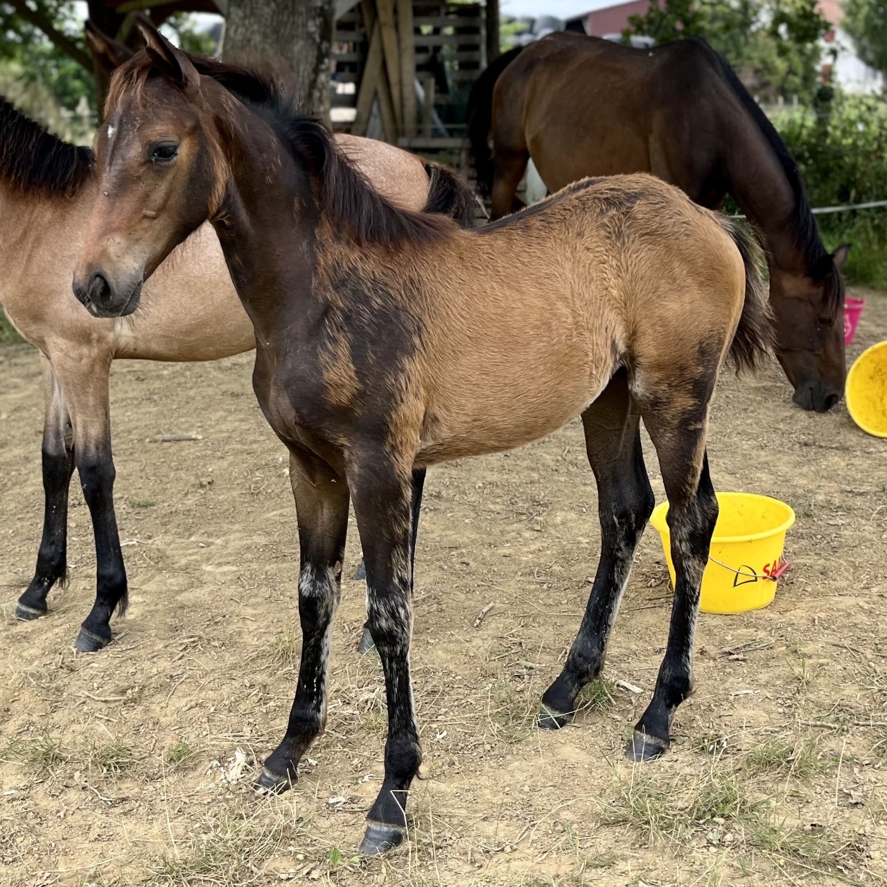 Image de l'annonce Magnifique pouliche selle française 
