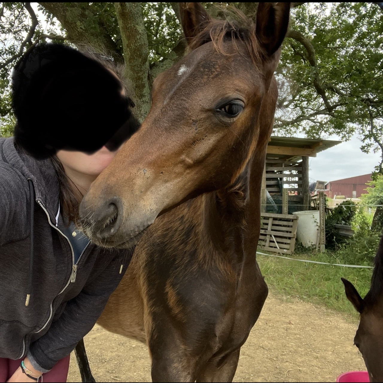 Image de l'annonce Magnifique pouliche selle française 