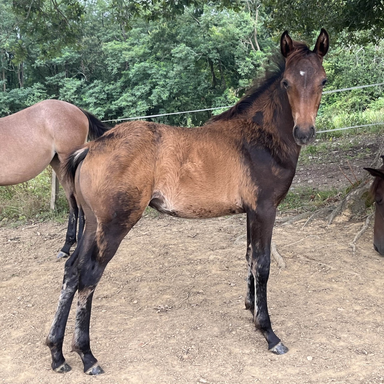 Image de l'annonce Magnifique pouliche selle française 