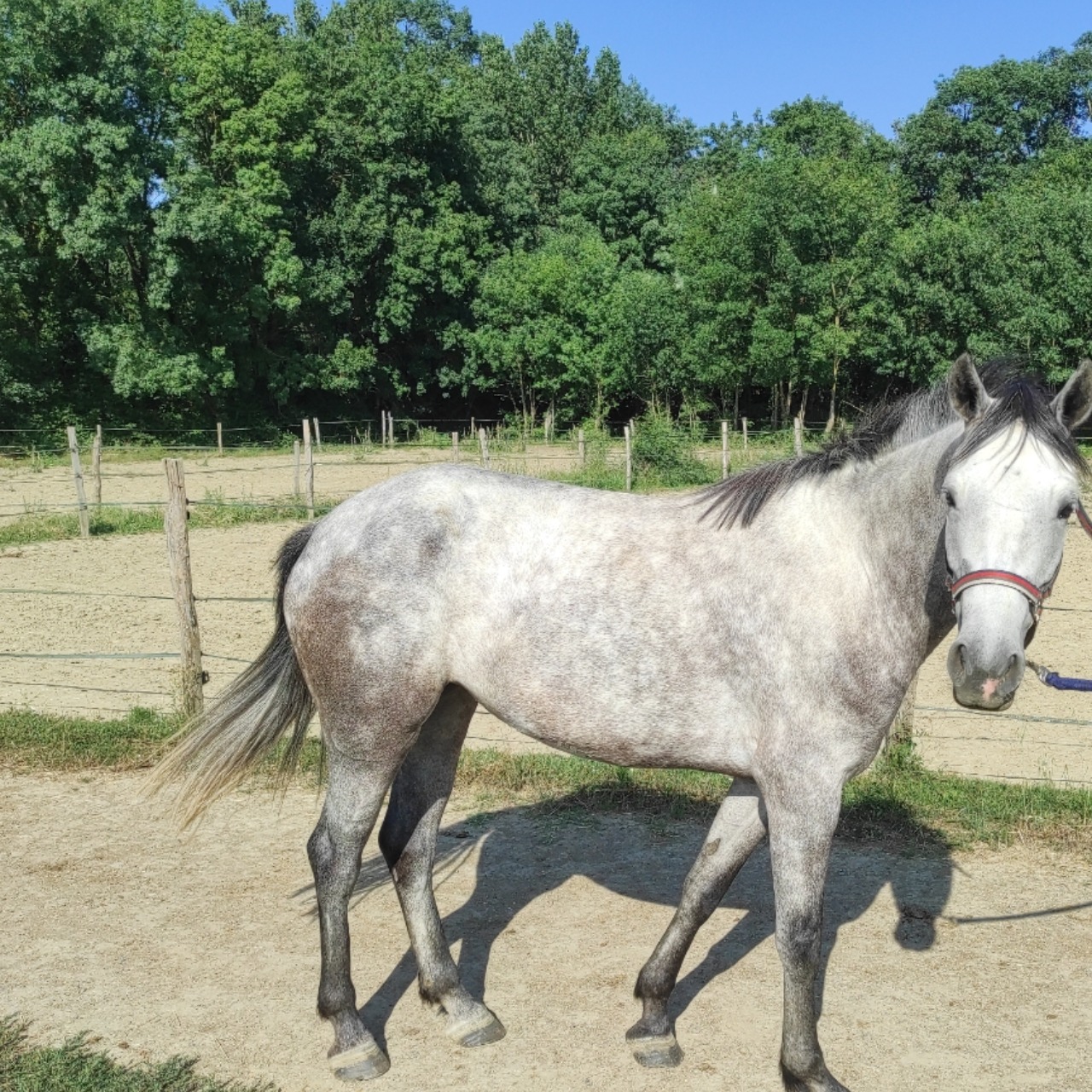 Image de l'annonce Ponette Connemara de 4 ans