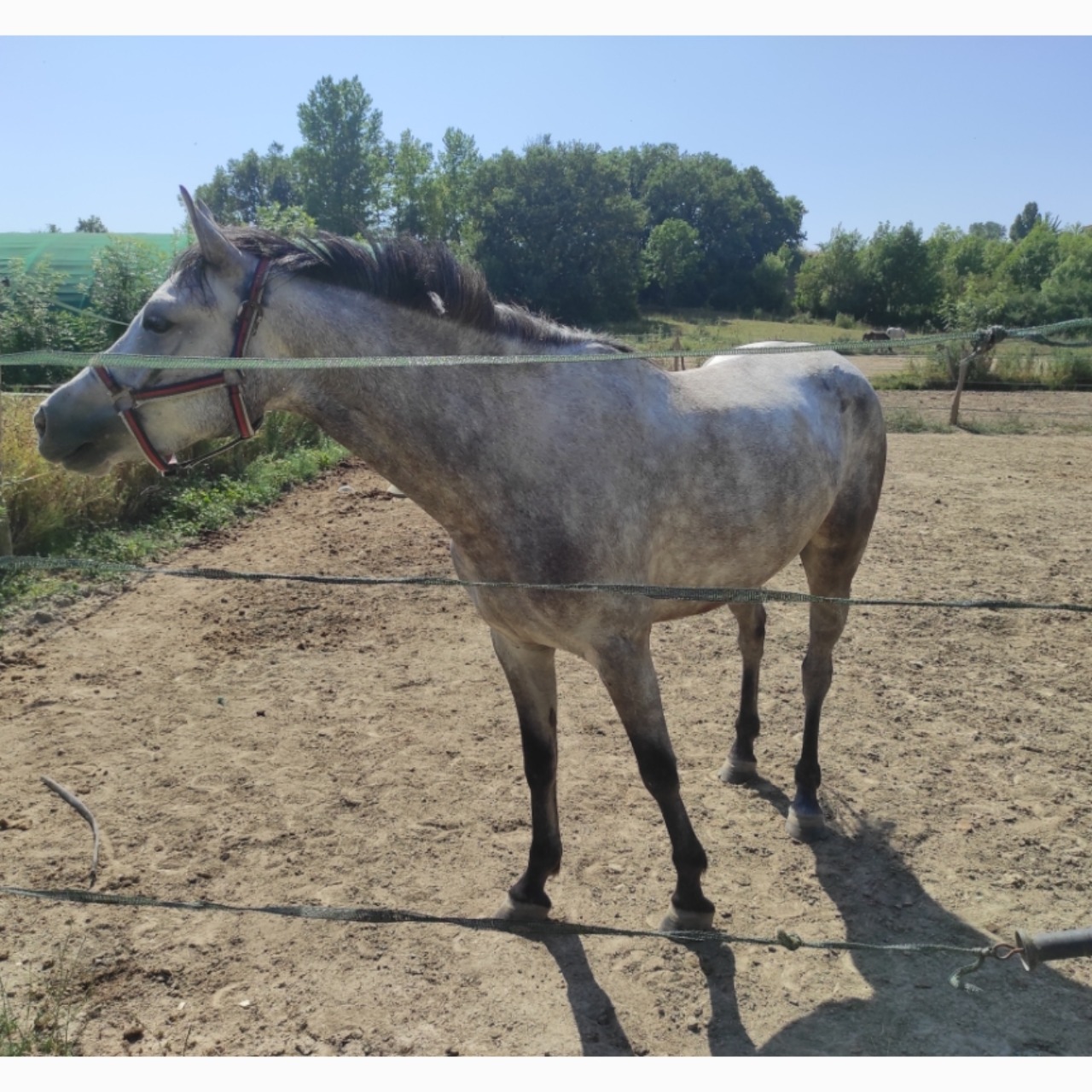 Image de l'annonce Ponette Connemara de 4 ans