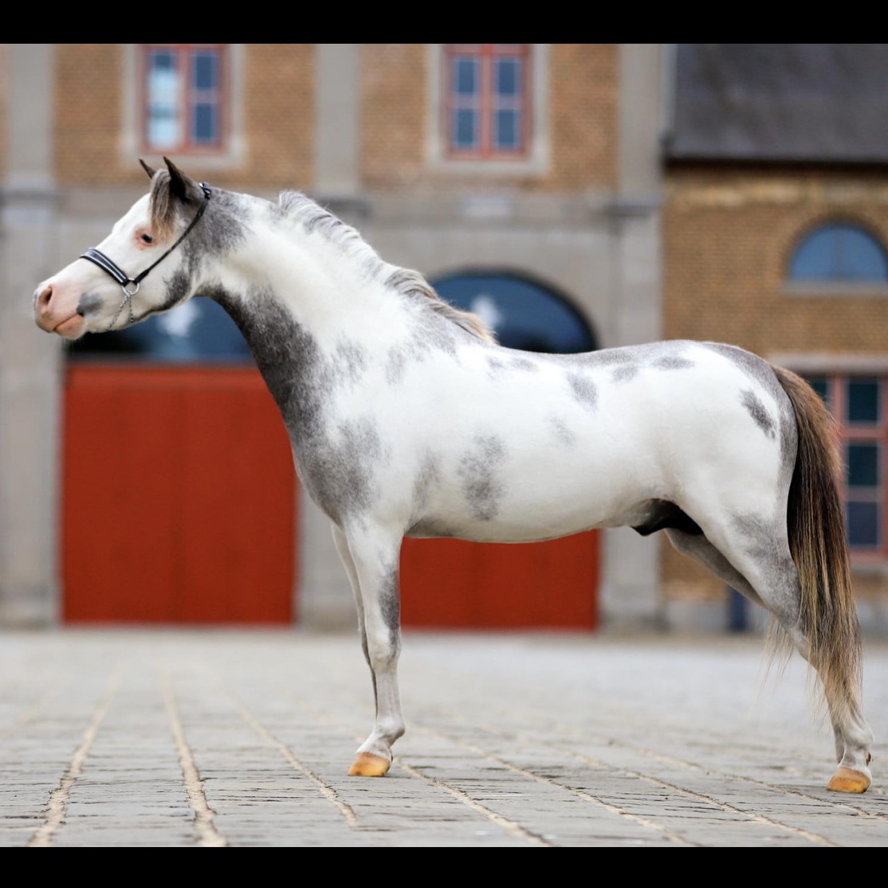 Image de l'annonce Etalon cheval miniature