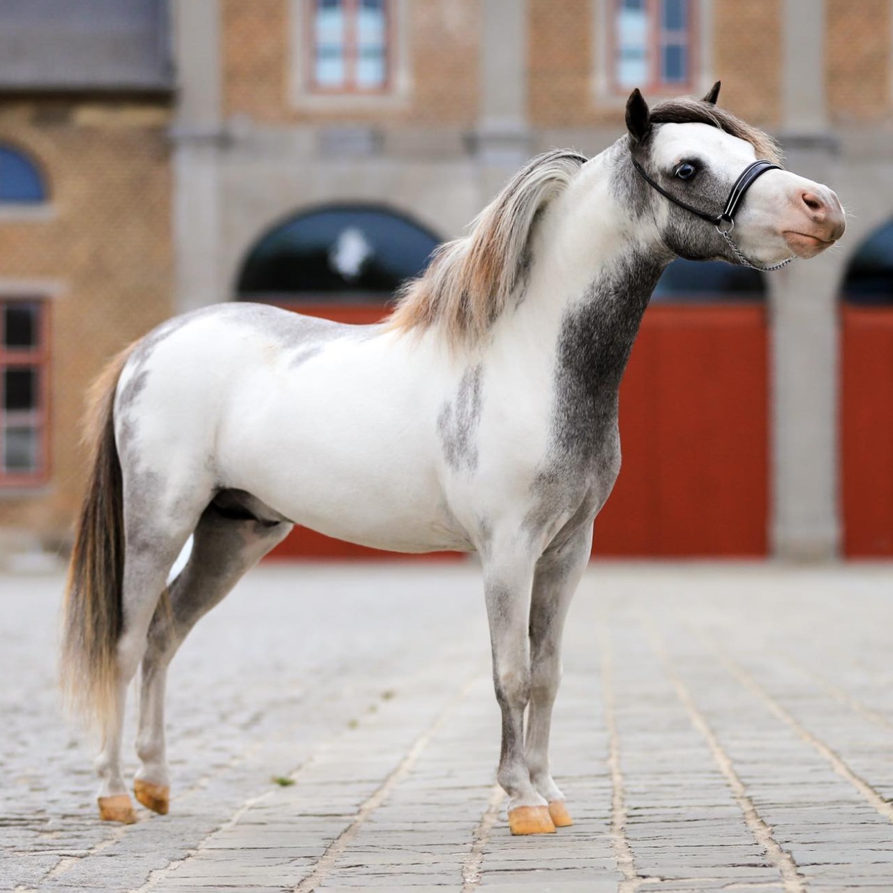 Image de l'annonce Etalon cheval miniature