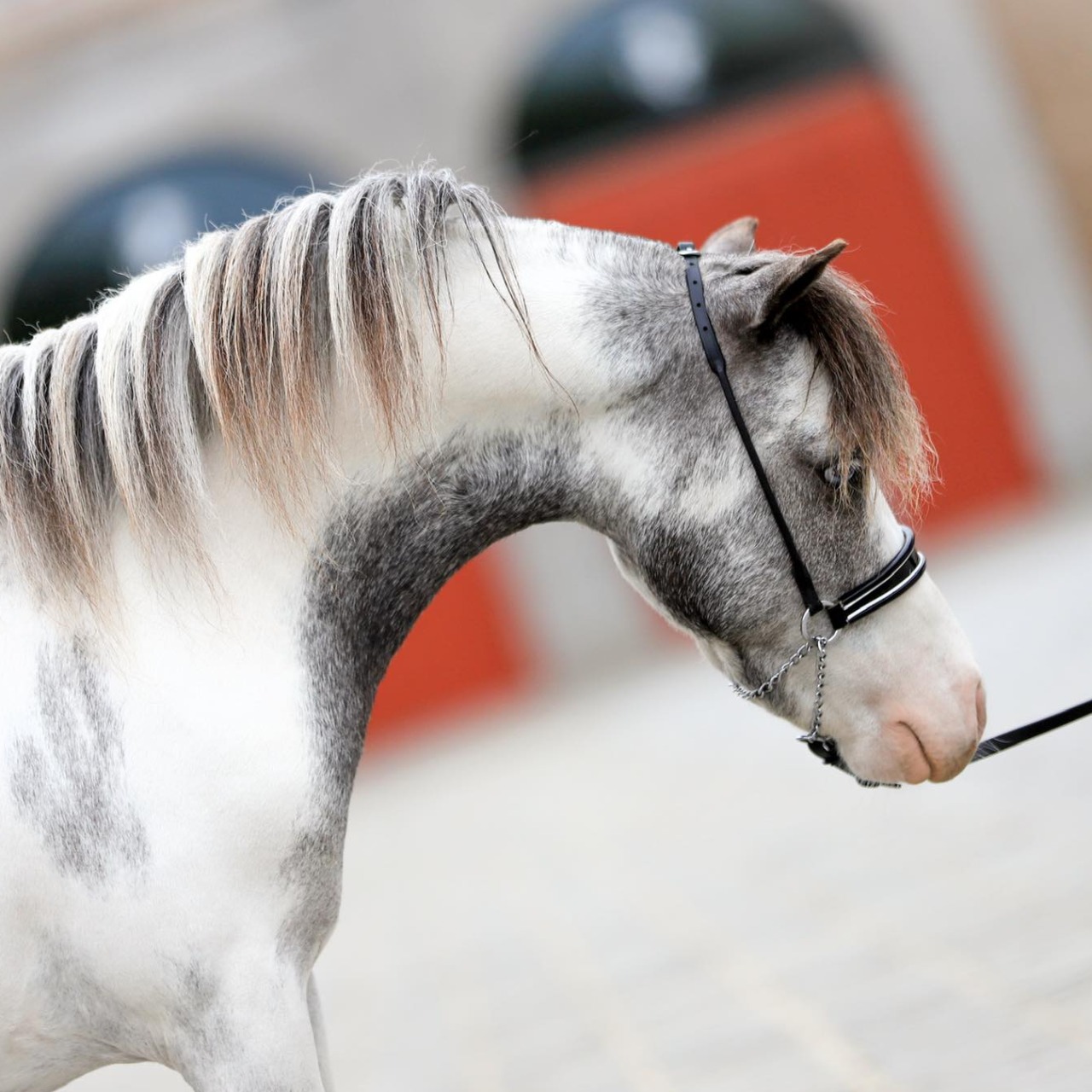 Image de l'annonce Etalon cheval miniature
