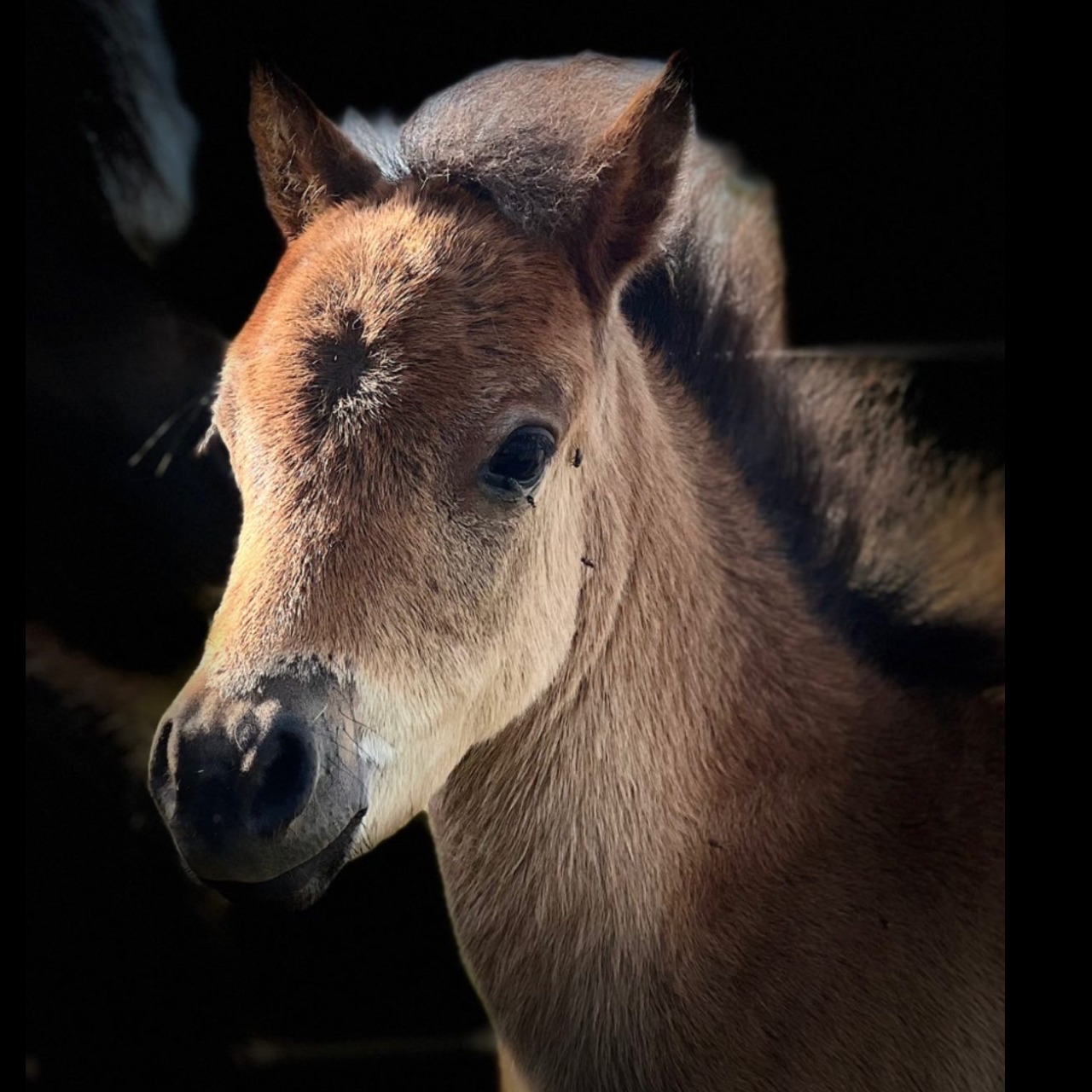 Image de l'annonce Pouliche cheval miniature AMHA