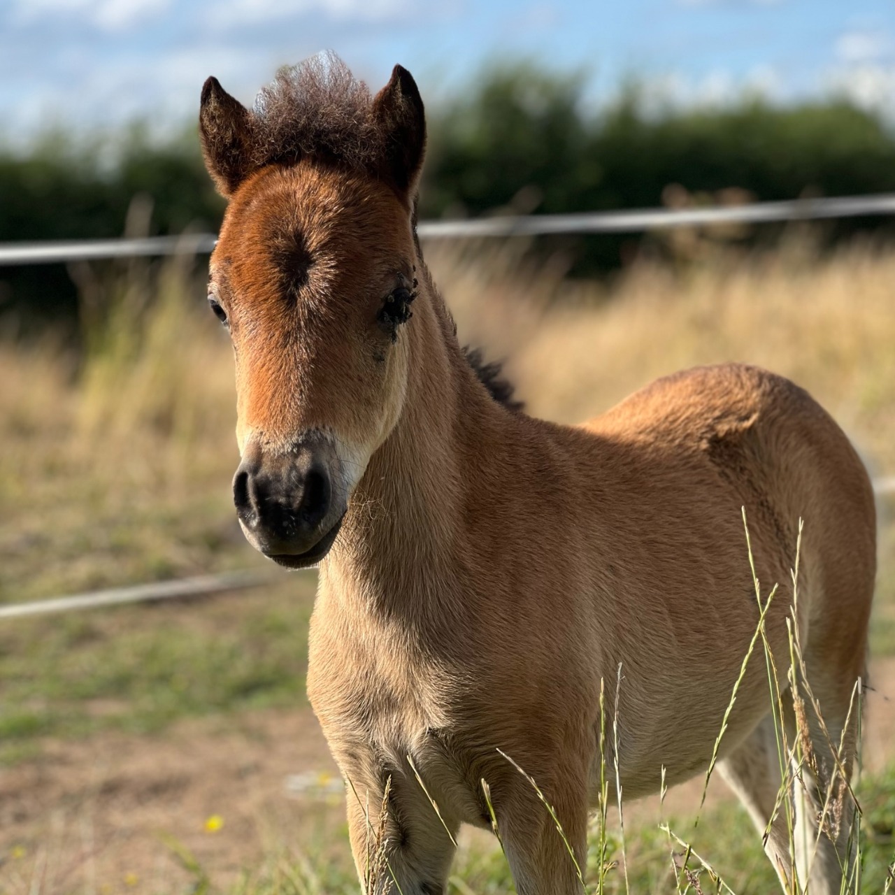 Image de l'annonce Pouliche cheval miniature AMHA