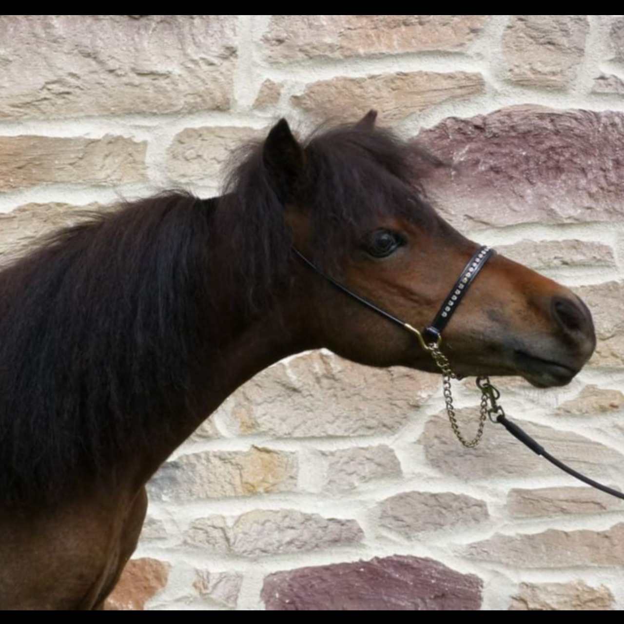 Image de l'annonce Jument cheval miniature AMHA