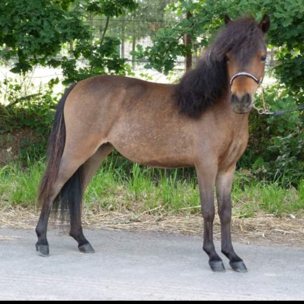 Image de l'annonce Jument cheval miniature AMHA