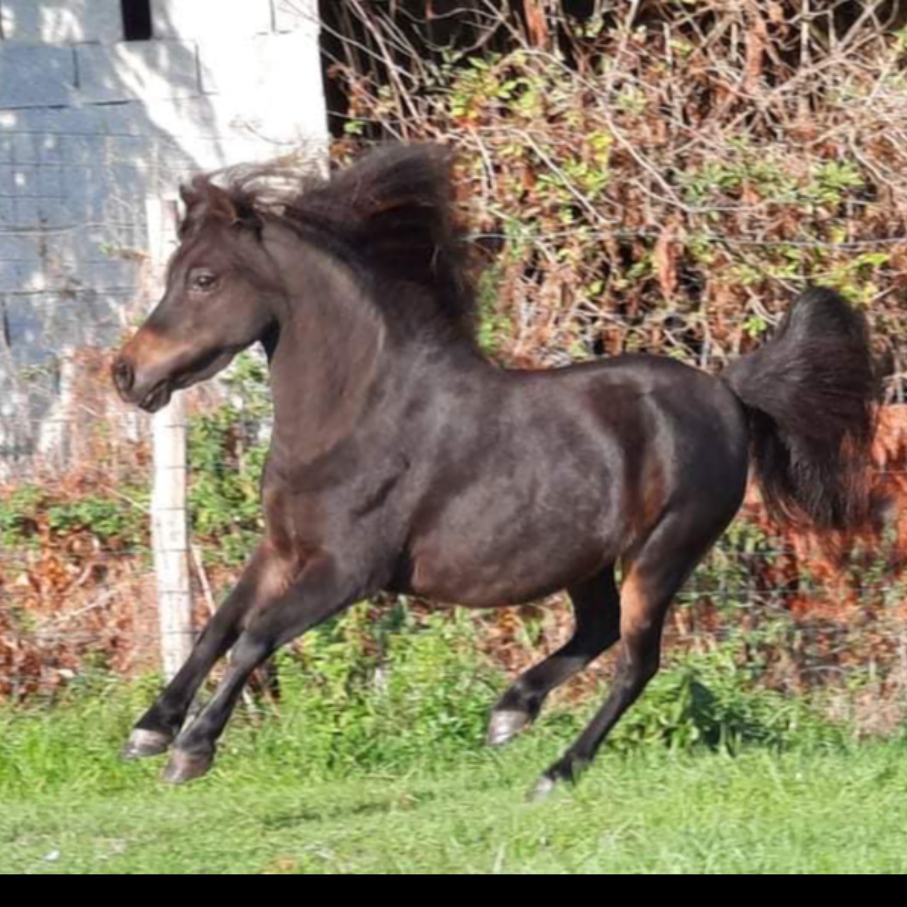 Image de l'annonce Jument cheval miniature AMHA