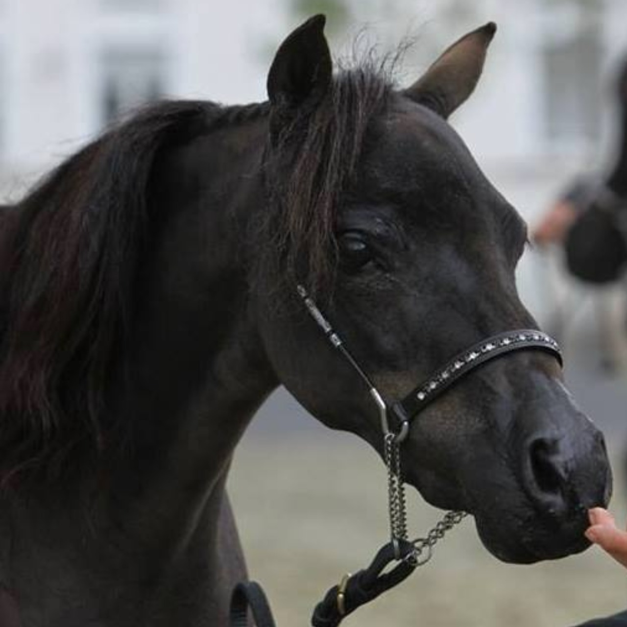 Image de l'annonce Jument cheval miniature AMHA