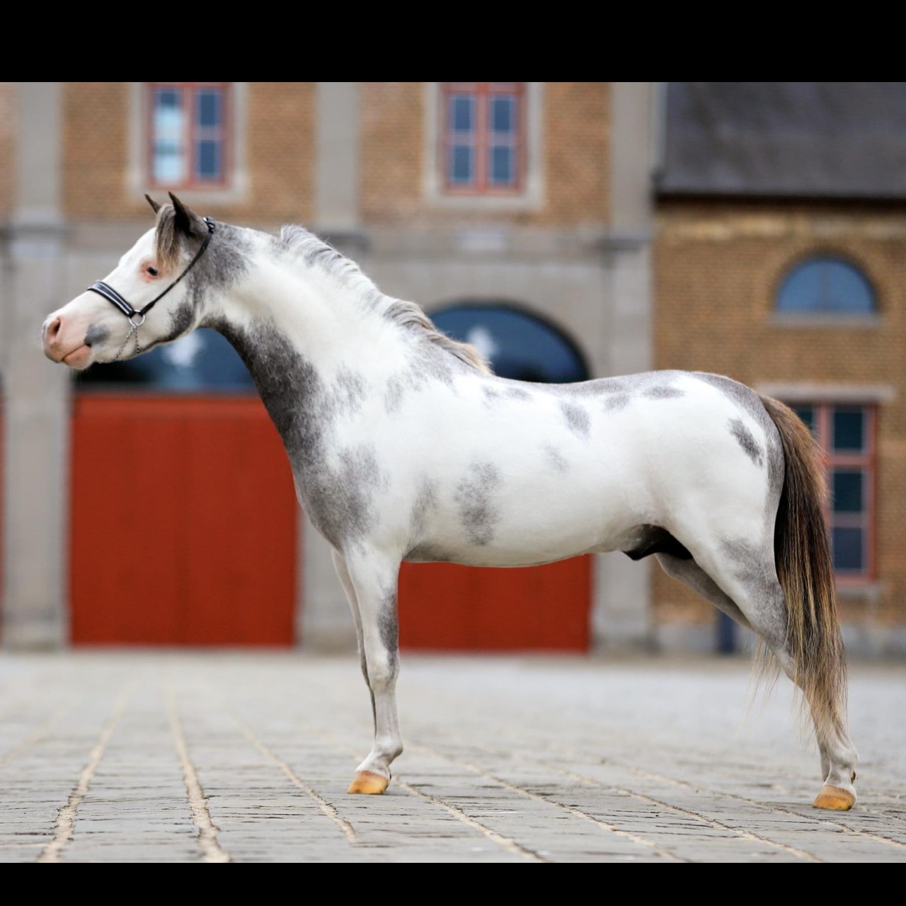 Image de l'annonce Jument cheval miniature AMHA