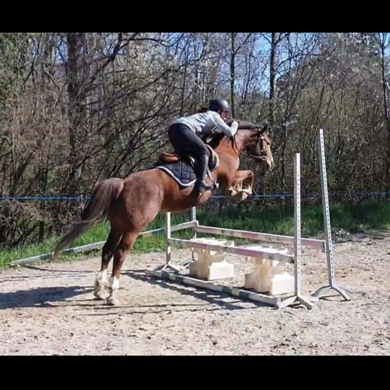 Image de l'annonce Poney Welsh part bred 4 ans