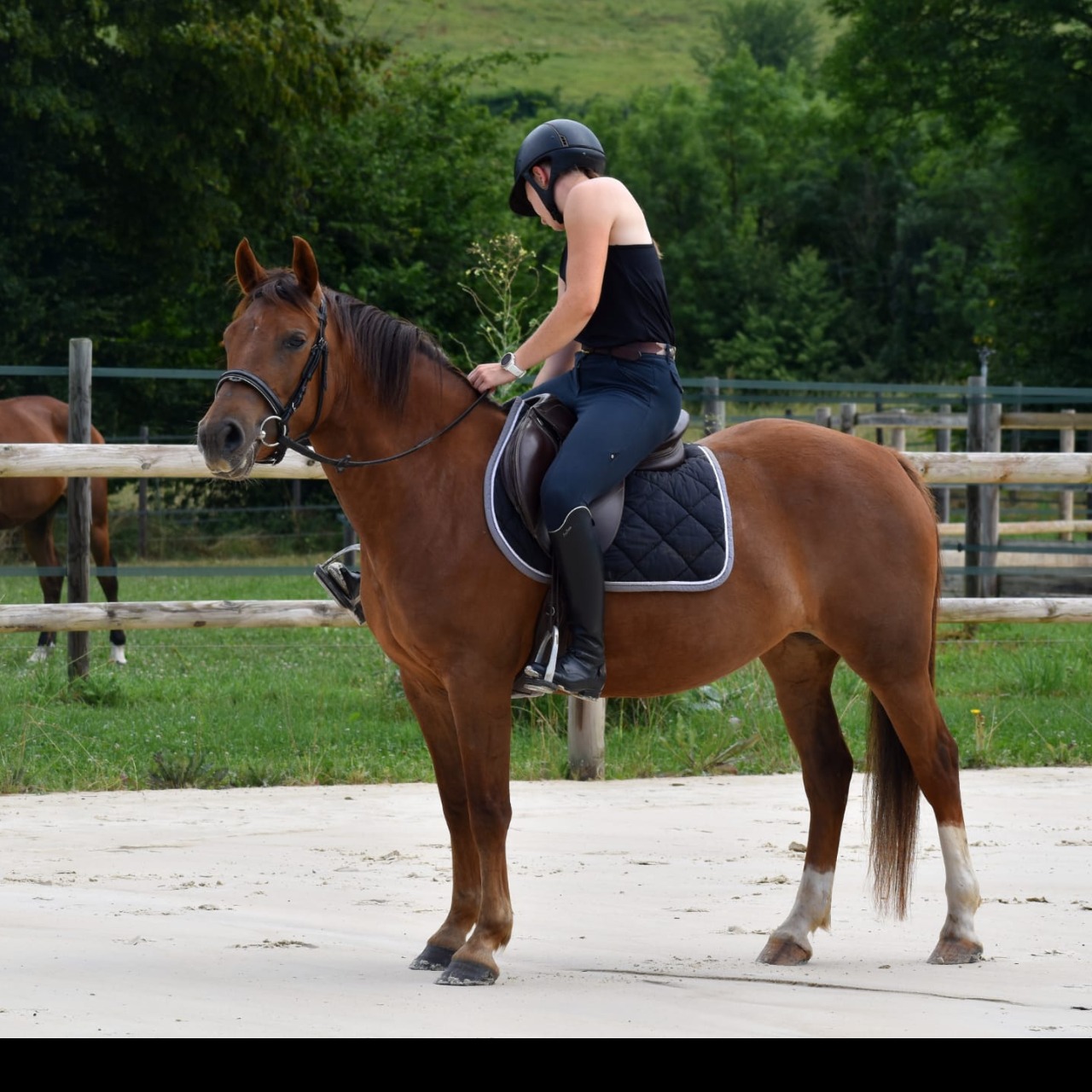 Image de l'annonce Poney Welsh part bred 4 ans