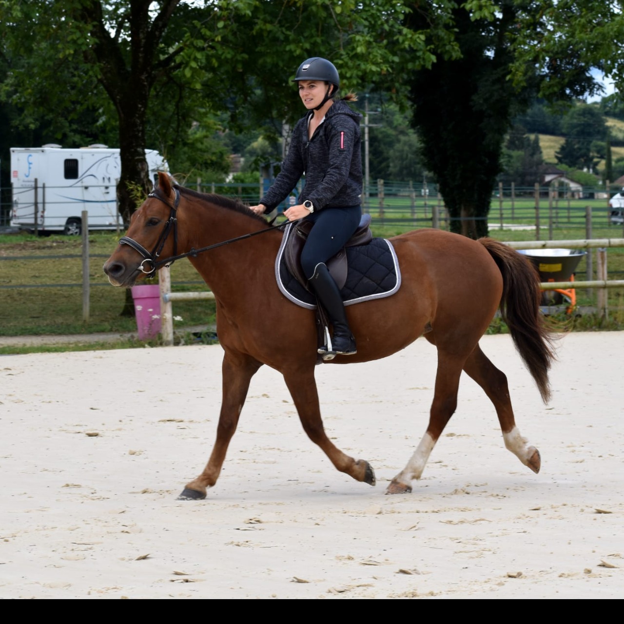 Image de l'annonce Poney Welsh part bred 4 ans