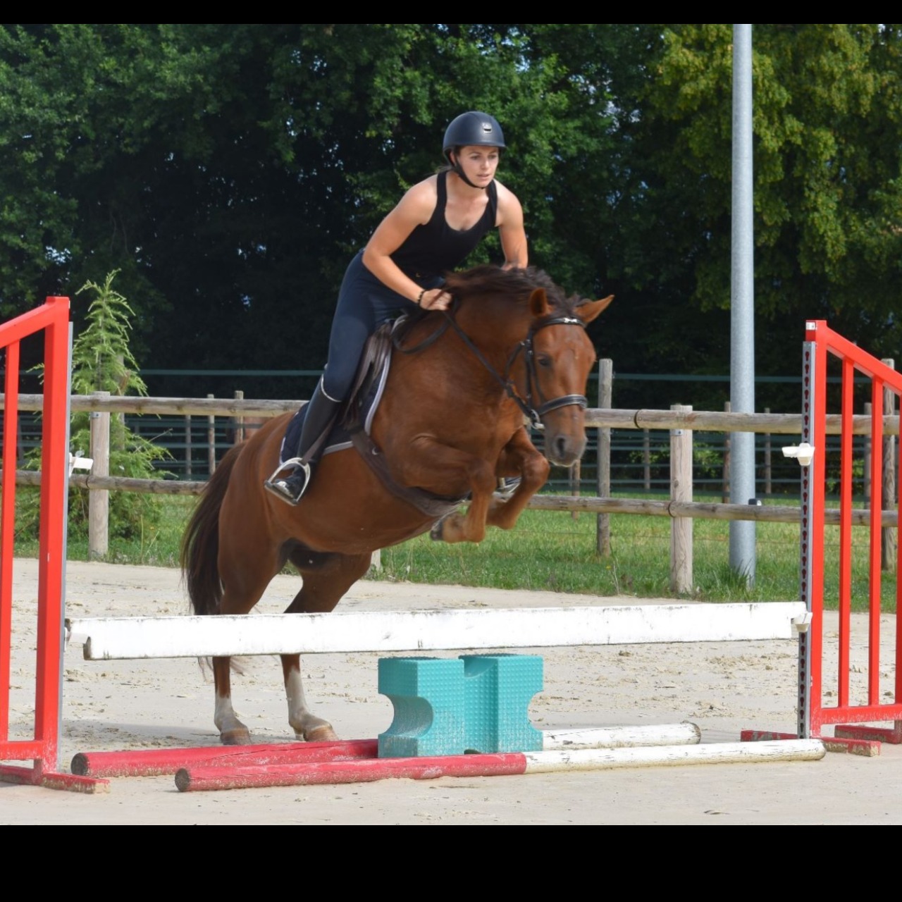 Image de l'annonce Poney Welsh part bred 4 ans