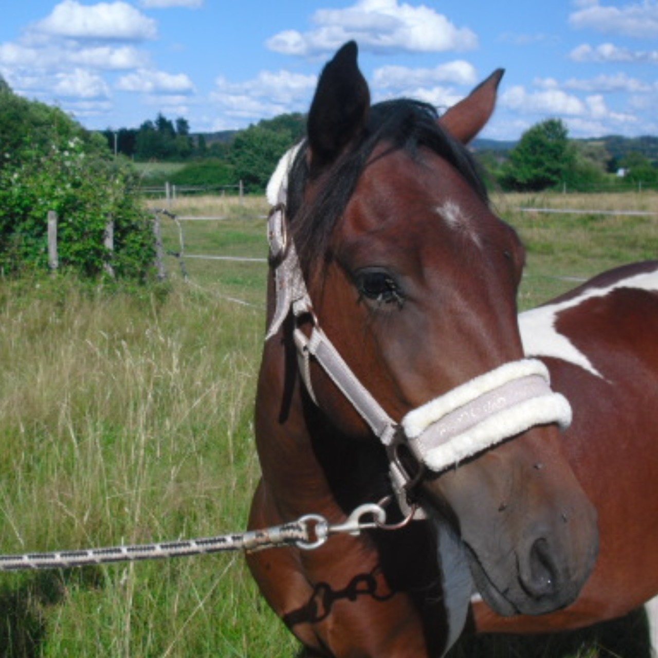 Image de l'annonce paint poney