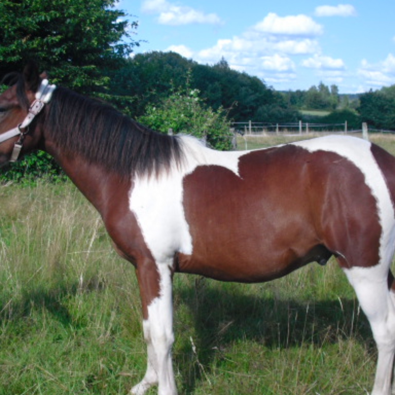 Image de l'annonce paint poney