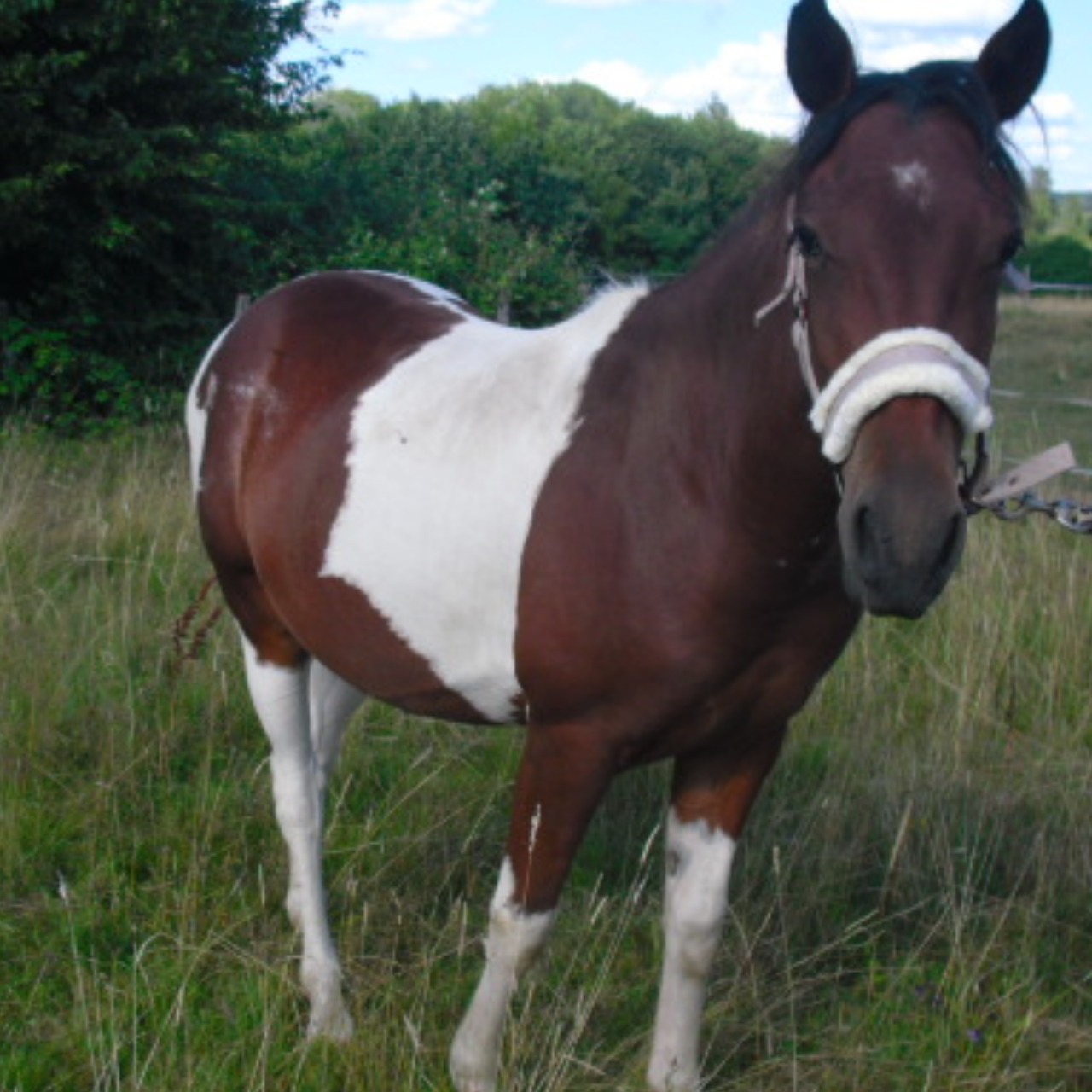 Image de l'annonce paint poney