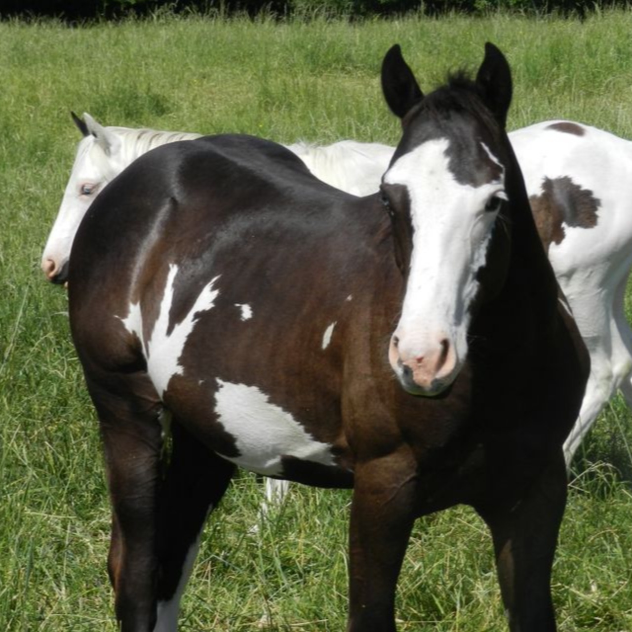 Image de l'annonce Hongre Paint horse 4 ans