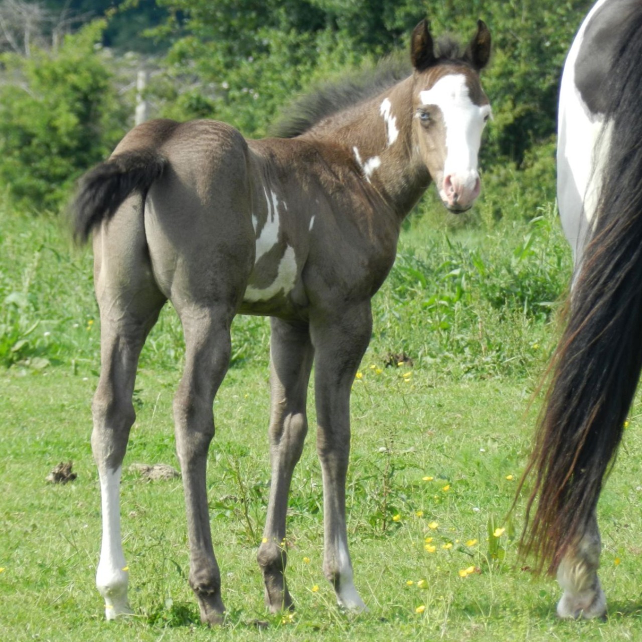 Image de l'annonce Hongre Paint horse 4 ans