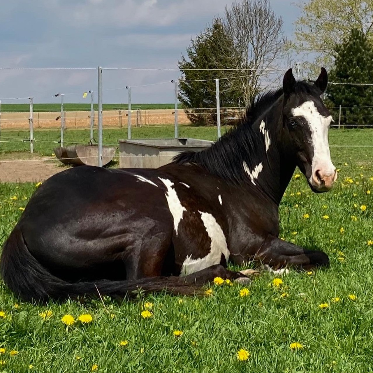 Image de l'annonce Hongre Paint horse 4 ans