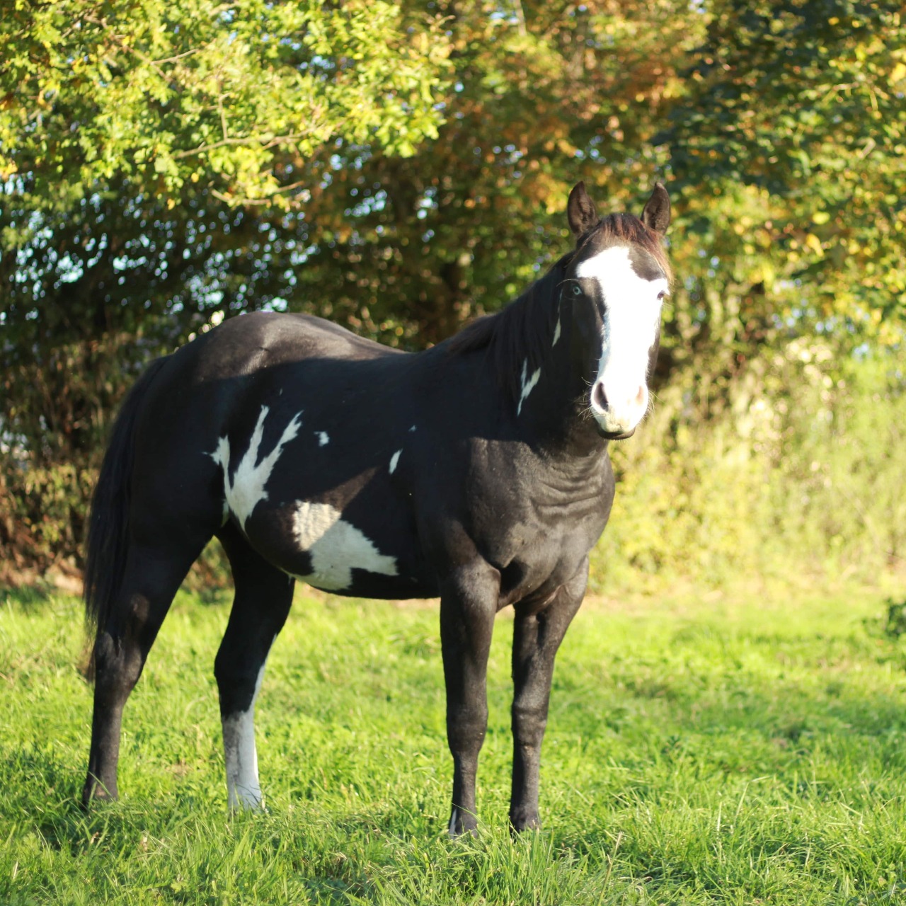 Image de l'annonce Hongre Paint horse 4 ans