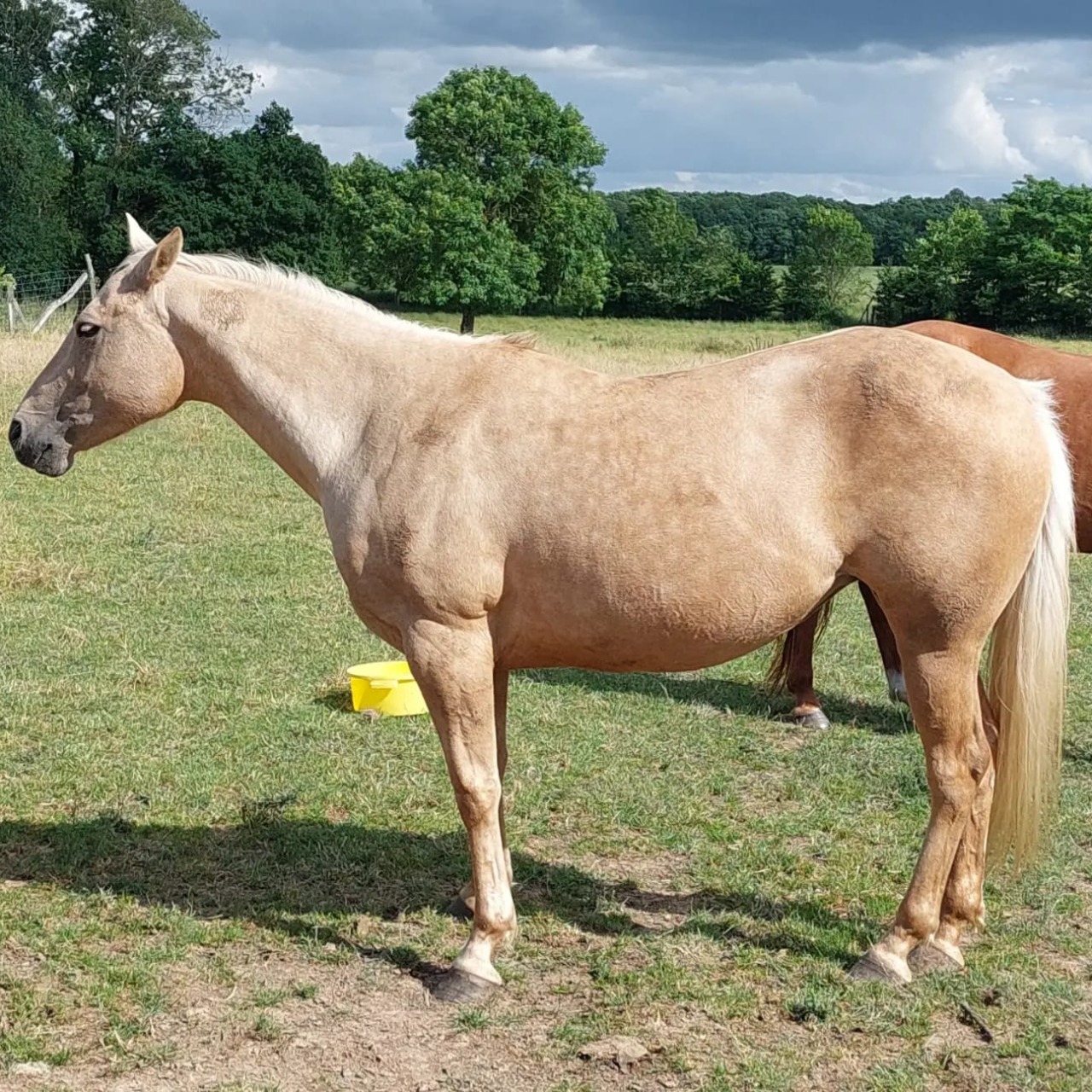 Image de l'annonce Mule 2023 Origines Quarter Horse CP Powder