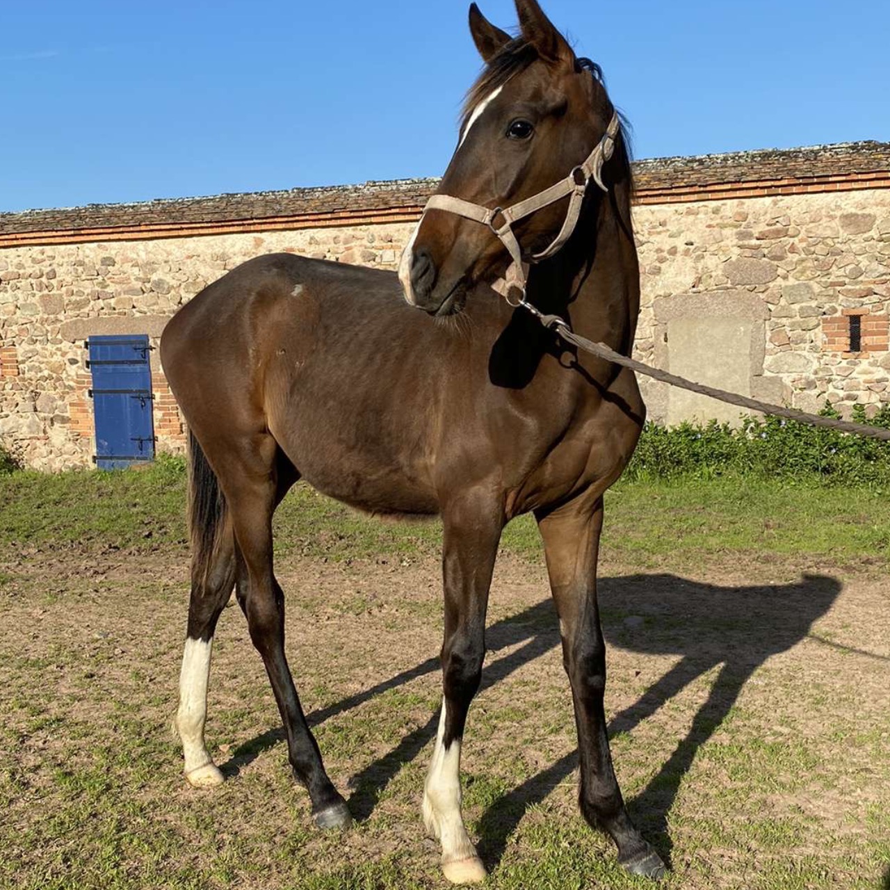 Image de l'annonce Vends jeune cheval 