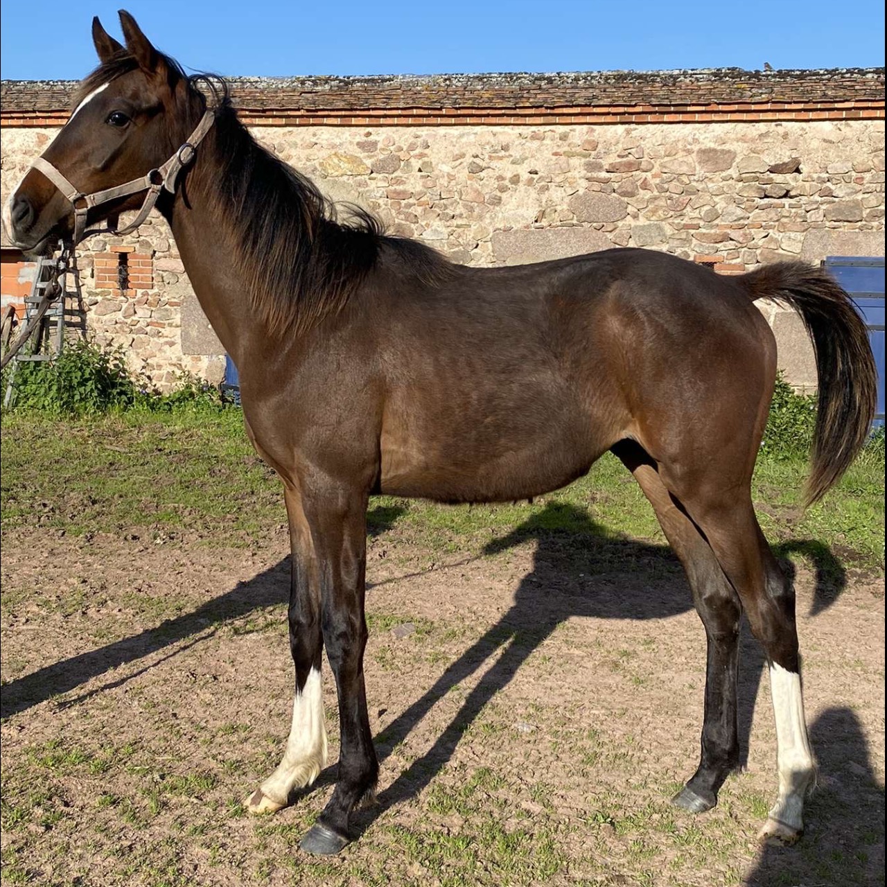 Image de l'annonce Vends jeune cheval 