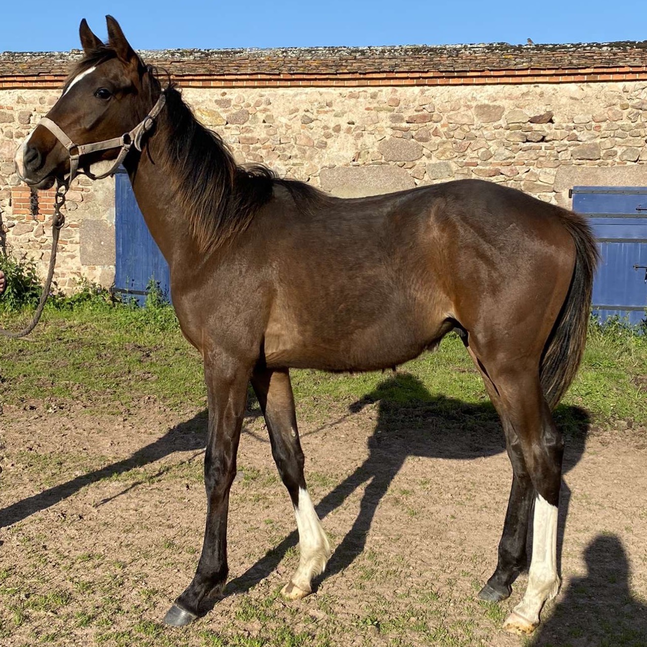 Image de l'annonce Vends jeune cheval 