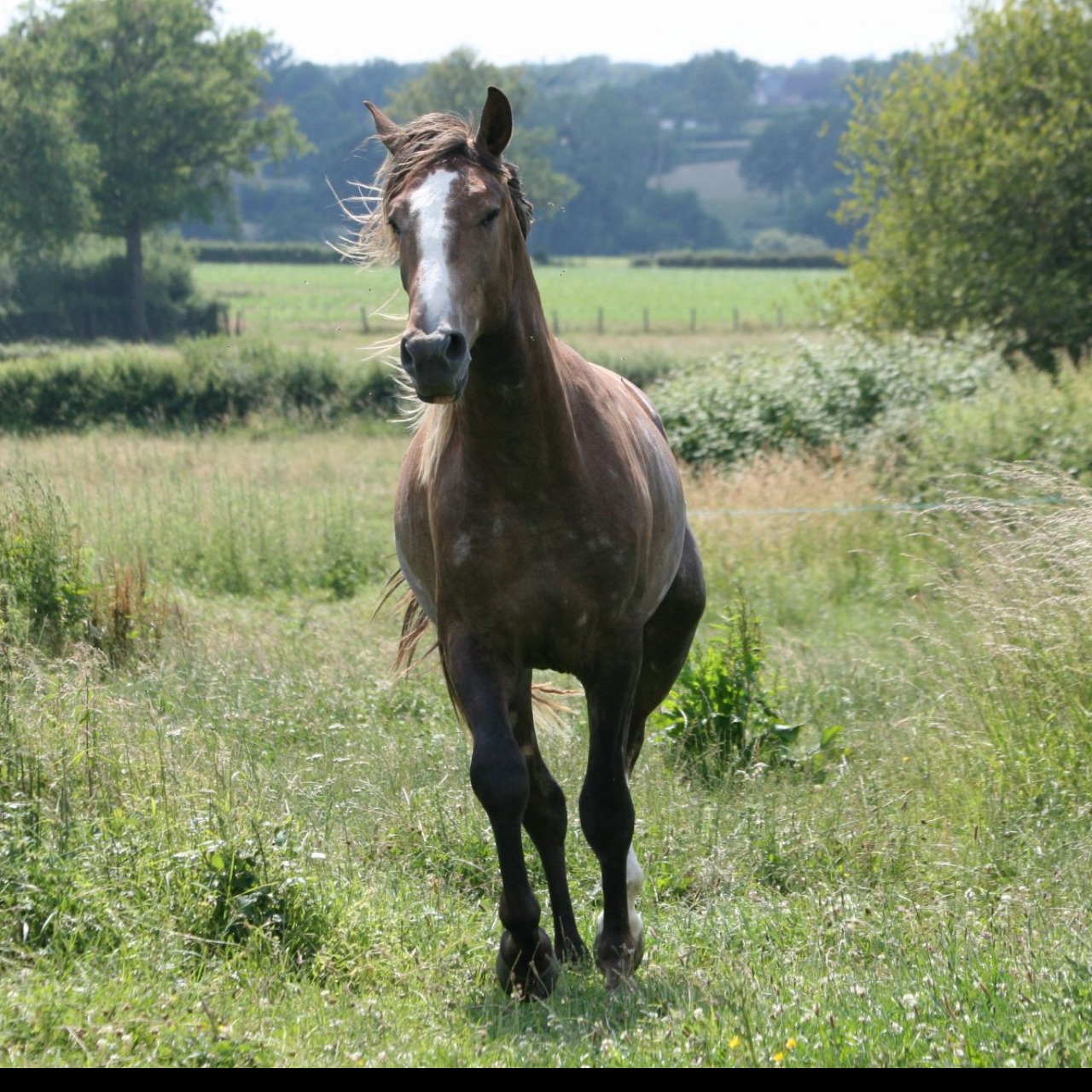 Image de l'annonce poulain lusitanien, pp, 2 ans de grande taille