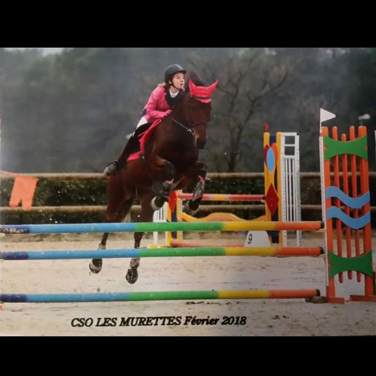 Image de l'annonce JUMENT CSO/CCE/CROSS/DERBY CROSS idéale jeune cavalier ou débutant