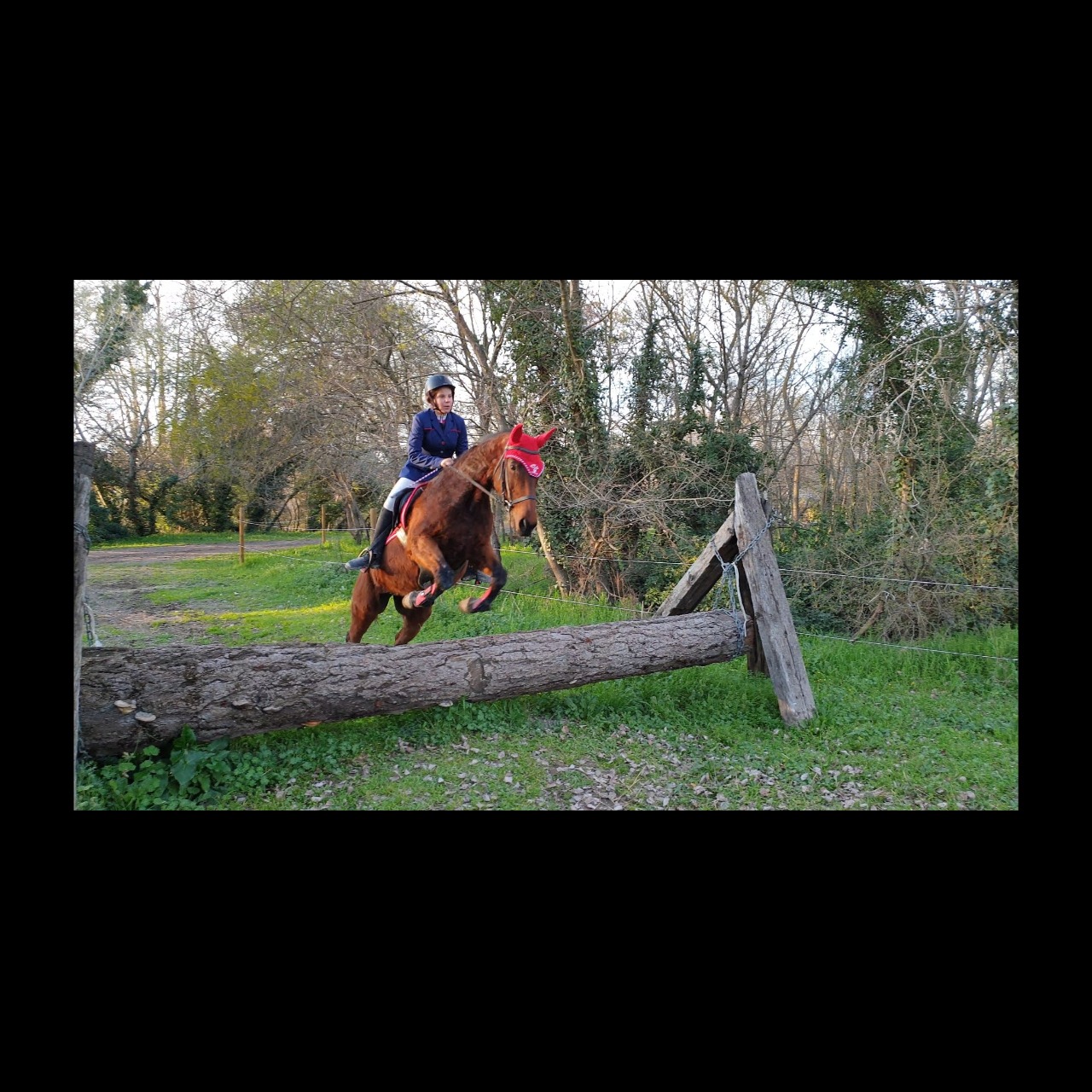 Image de l'annonce JUMENT CSO/CCE/CROSS/DERBY CROSS idéale jeune cavalier ou débutant