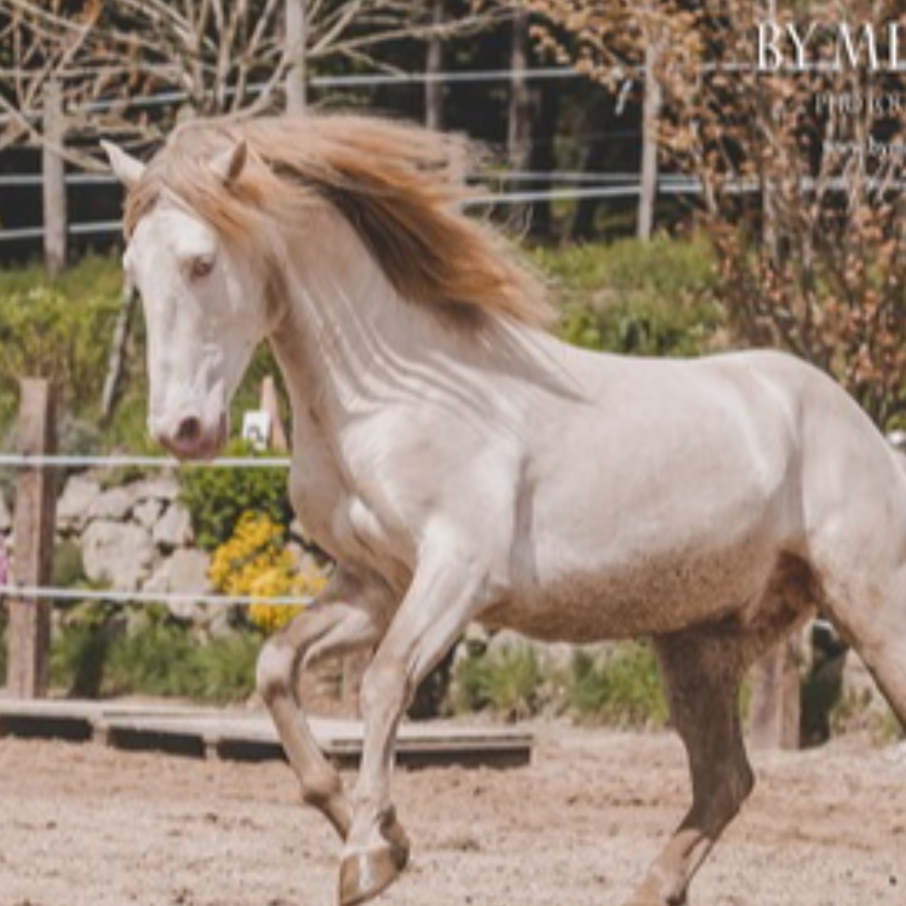 Image de l'annonce Chevaux lusitanien 