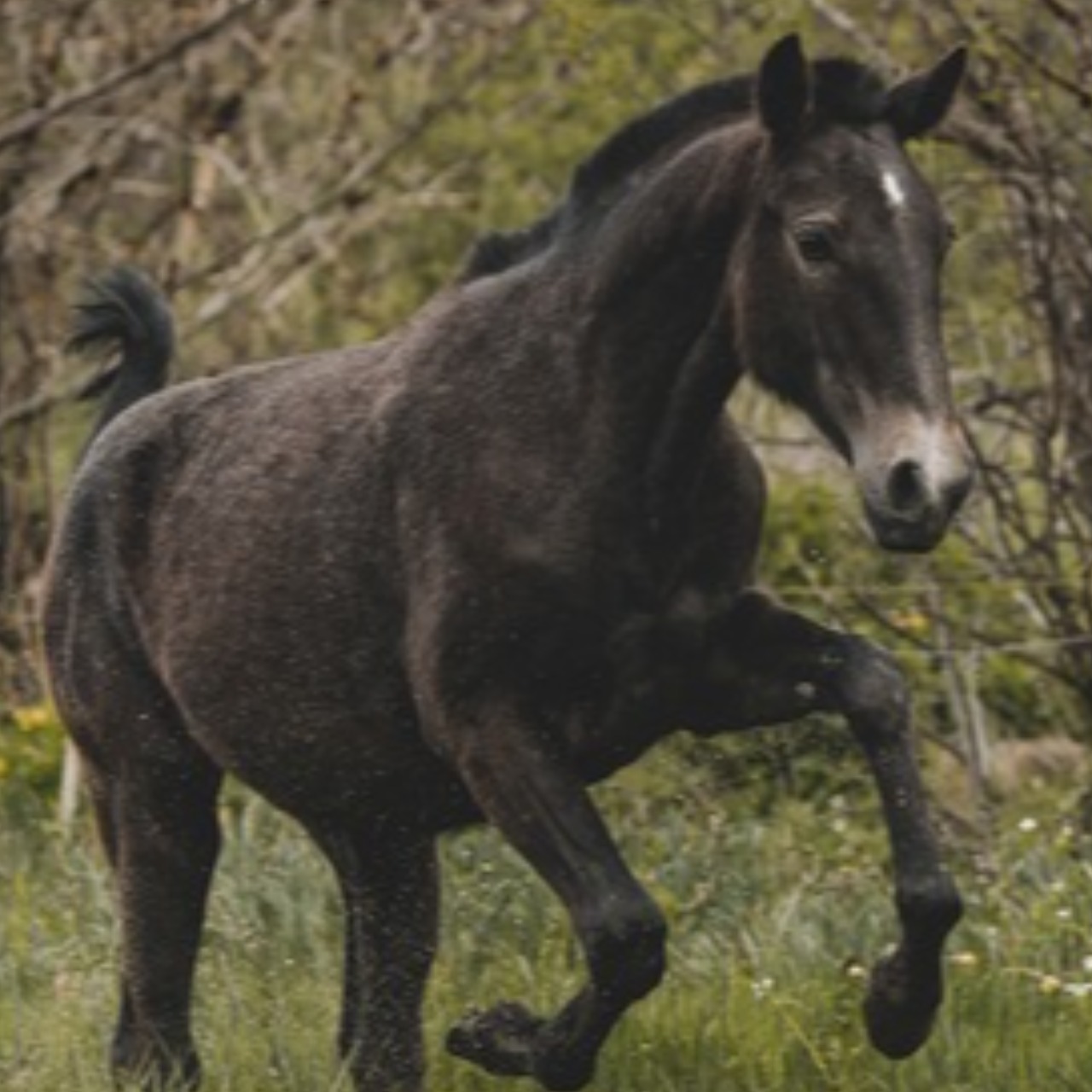 Image de l'annonce Chevaux lusitanien 