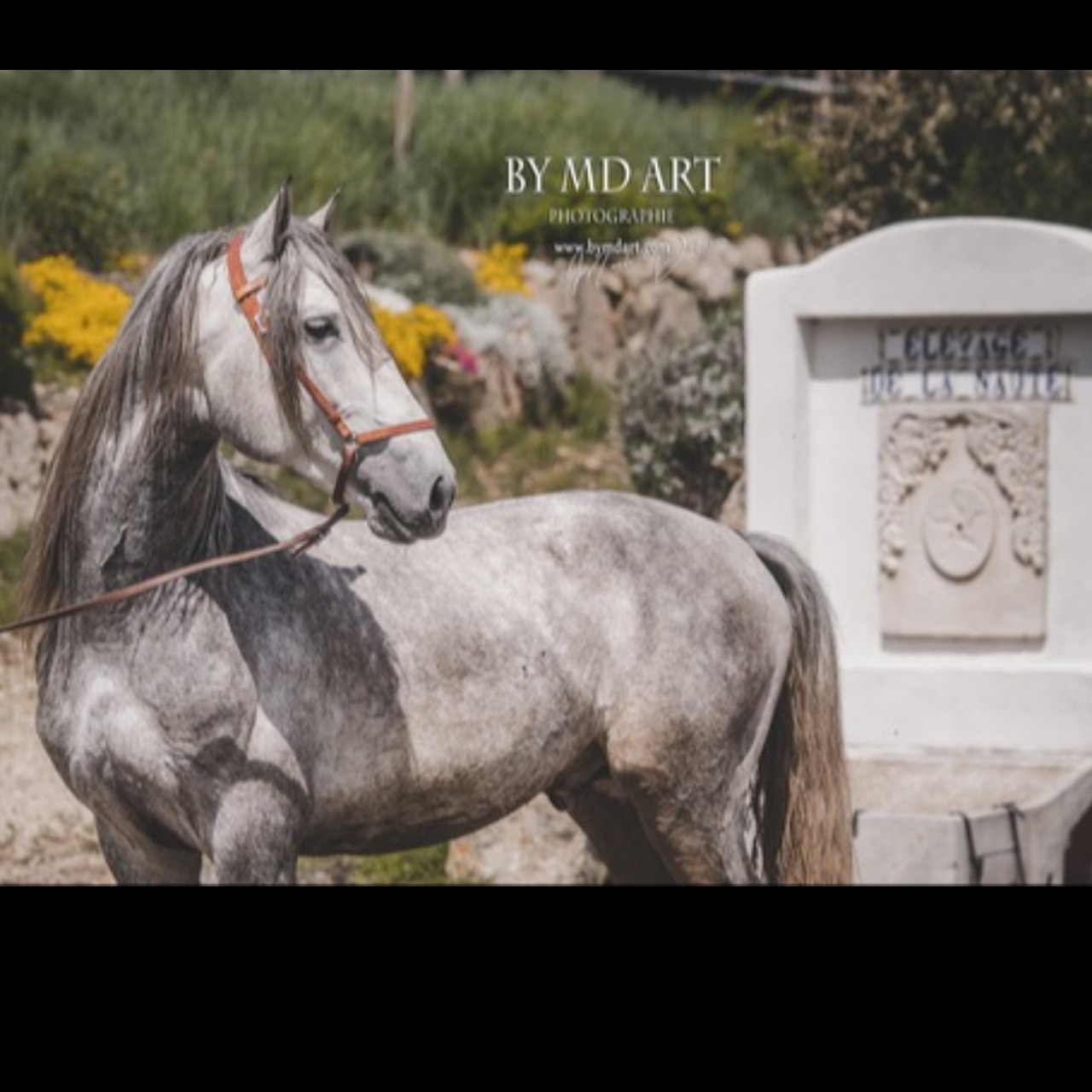 Image de l'annonce Chevaux lusitanien 