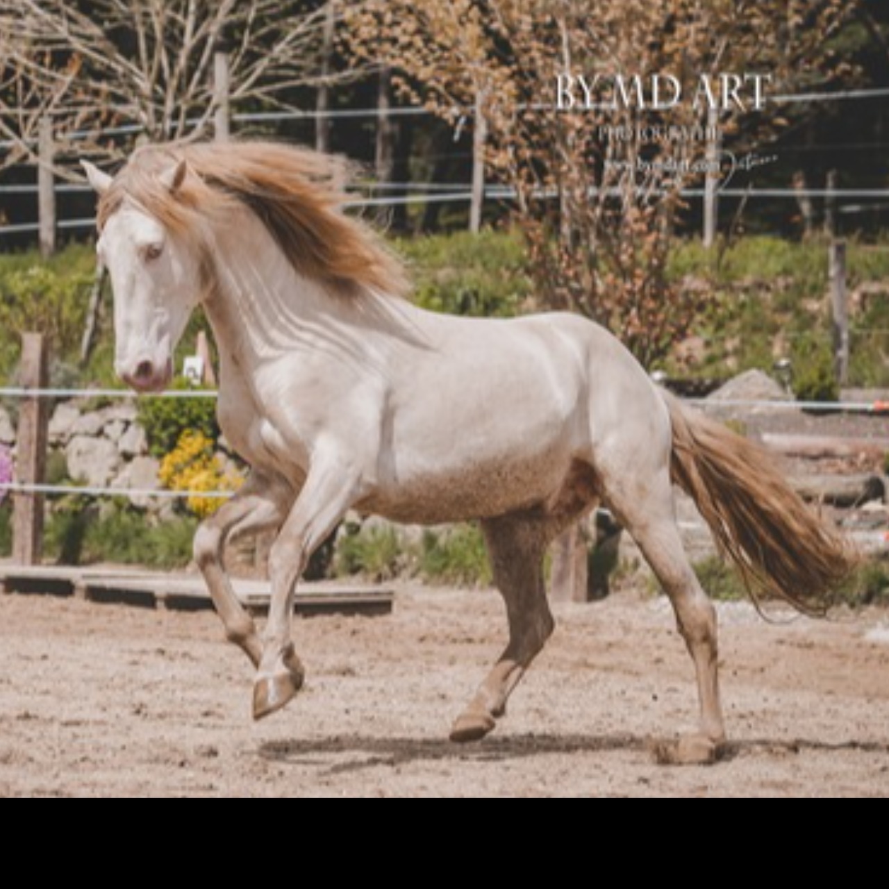 Image de l'annonce Lusitanien Isabel pearl 