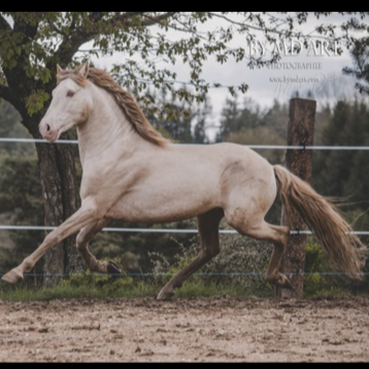 Image de l'annonce Lusitanien Isabel pearl 